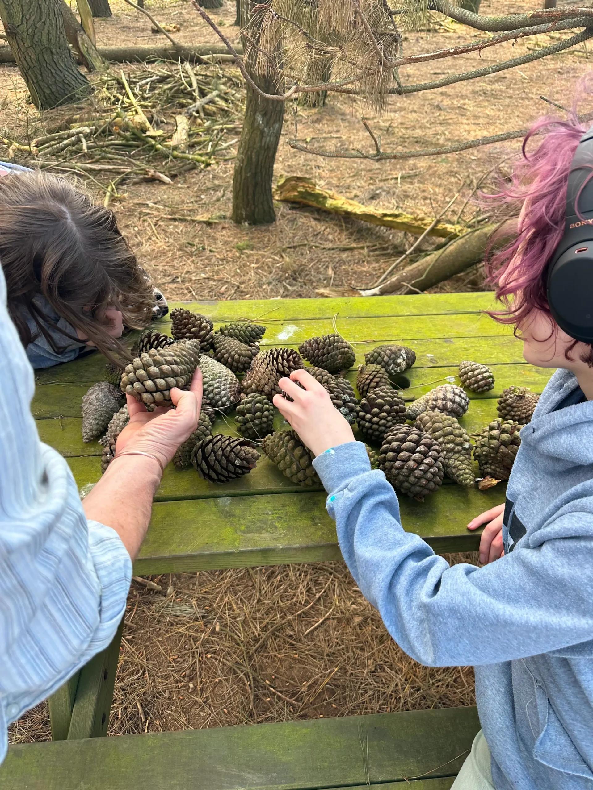 Pinecones On Bench Picked By People
